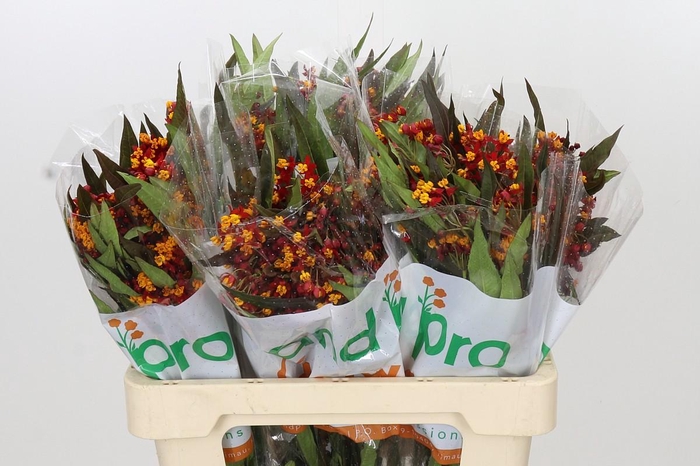 <h4>Asclepias Tuberosa Deep Red</h4>