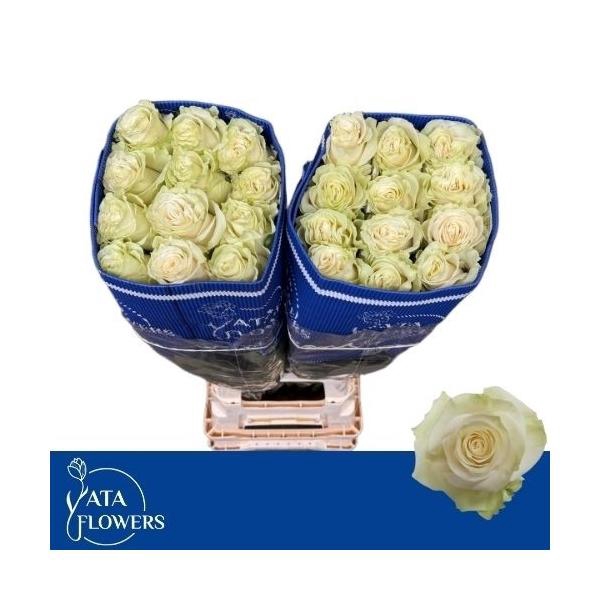 <h4>R gr Mondial L8</h4>