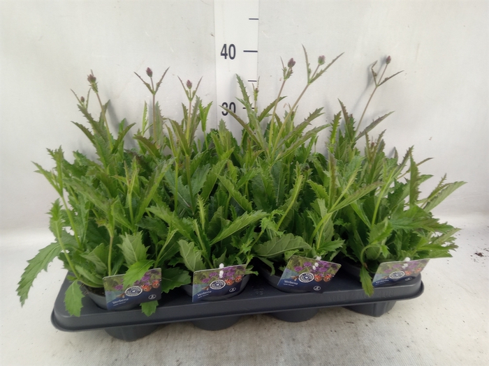 <h4>Verbena rigida</h4>