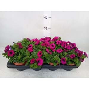 Petunia  'Sunpleasure Purple'
