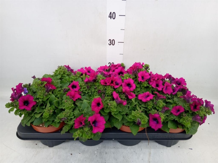 <h4>Petunia  'Sunpleasure Purple'</h4>