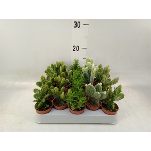 Opuntia