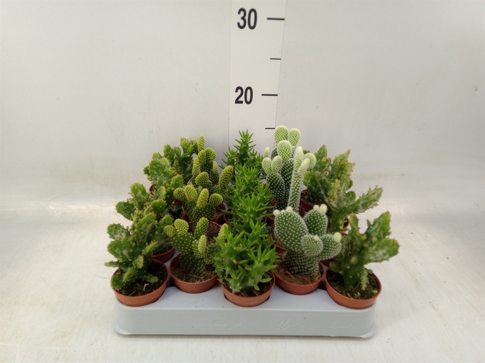 <h4>Opuntia</h4>