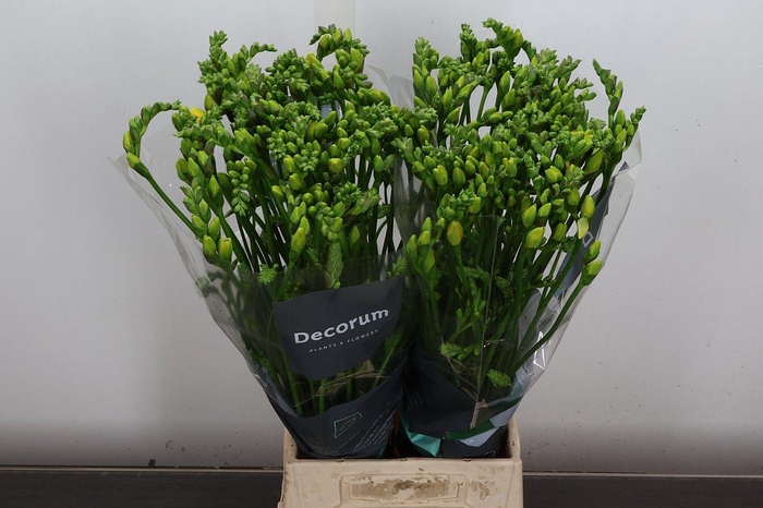 <h4>Fr Du Marseille</h4>