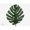 MONSTERA BLAD