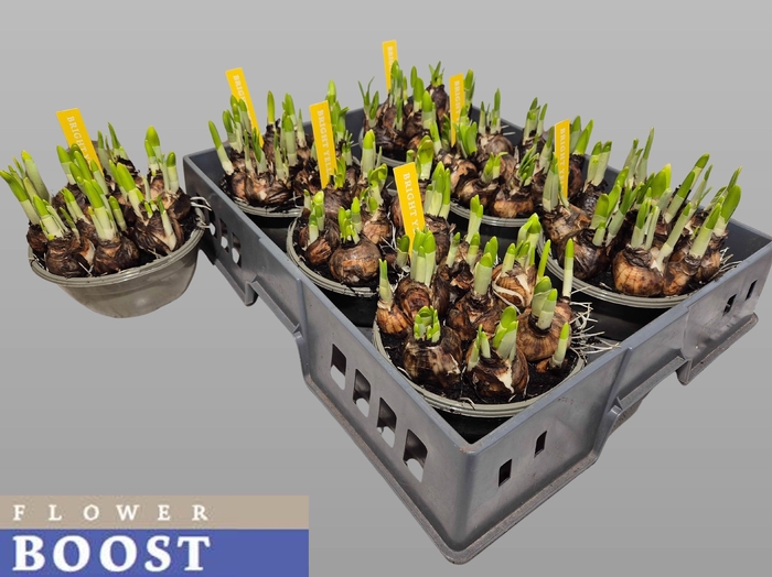 <h4>NARC O TETE A TETE</h4>