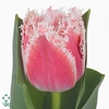 Tulipa fr queensland