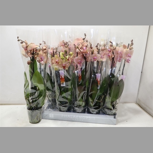 Phal Ov Oranje
