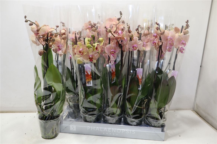 <h4>Phal Ov Oranje</h4>