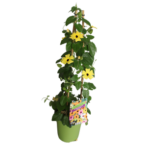 Pyramide 19cm Thunbergia Yellow