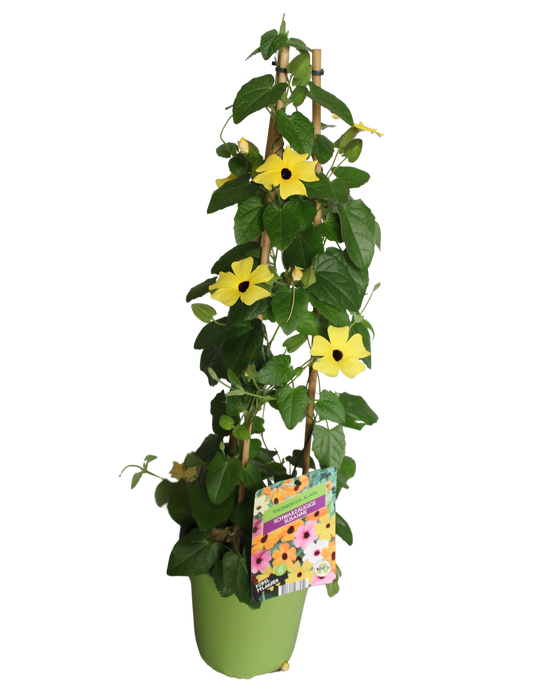 <h4>Pyramide 19cm Thunbergia Yellow</h4>