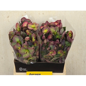 HELL FRK DANA DULCET