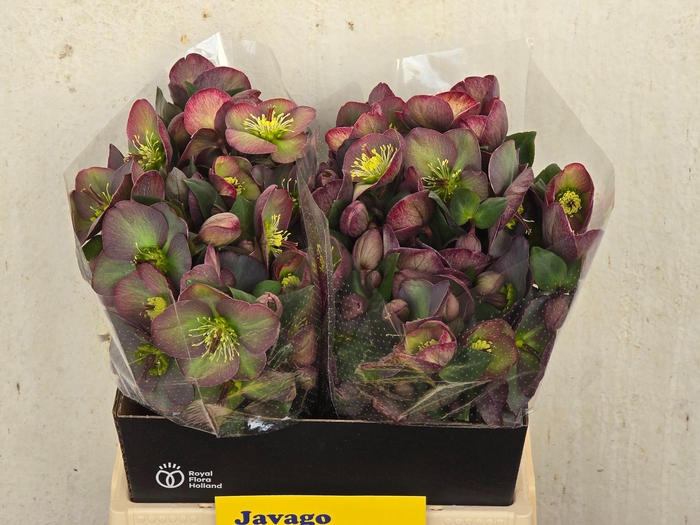 <h4>HELL FRK DANA DULCET</h4>