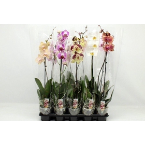 Gemengd A2 1-tak 70cm