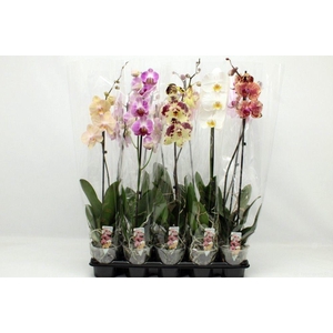 Gemengd A2 1-tak 70cm