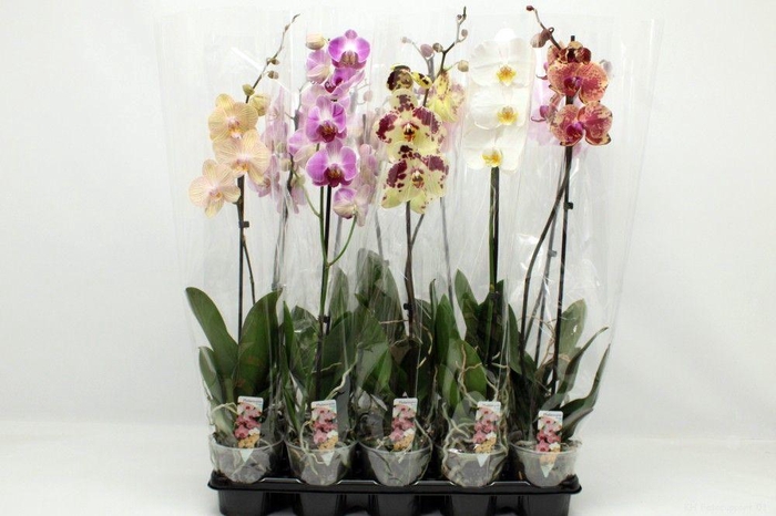 <h4>Gemengd A2 1-tak 70cm</h4>