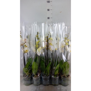 Phalaenopsis   ...