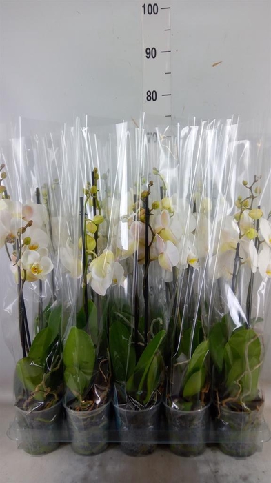 <h4>Phalaenopsis ...</h4>