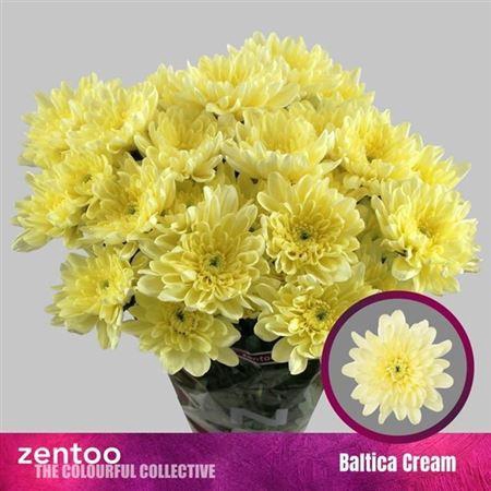 <h4>Chr T Baltica Cream</h4>