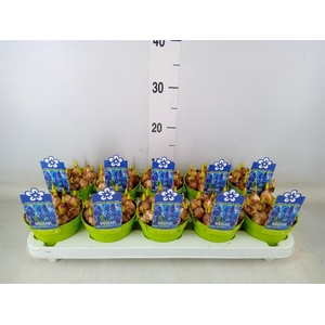 Muscari  'Magic Blue'