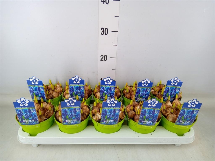 <h4>Muscari 'Magic Blue'</h4>