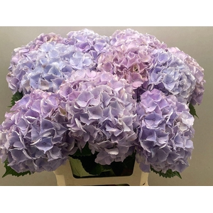 Hydrangea 'My Beau Minerva' 20cm