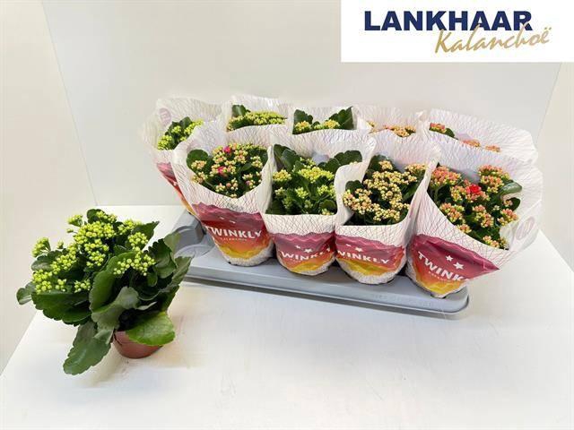 arr8 Kal Ge Perf Gem 5 Kl