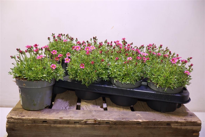 <h4>Saxif Ar Marto Rose</h4>