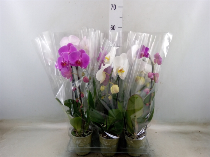 <h4>Phalaenopsis  'Elegant Cascade'</h4>