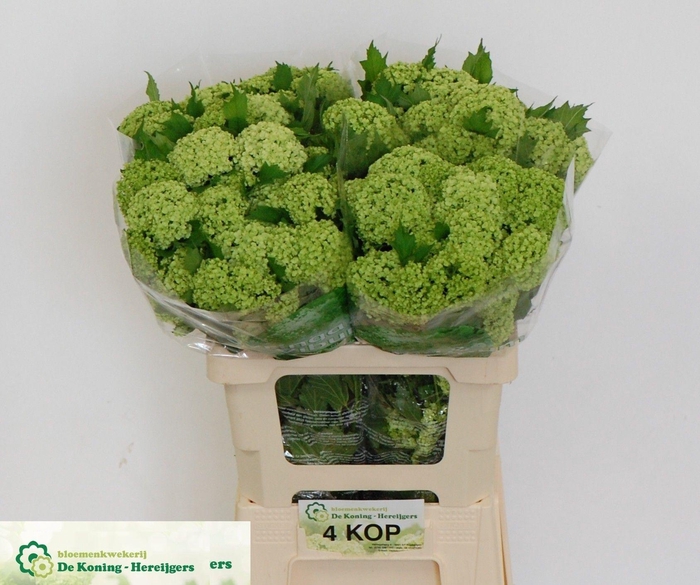 <h4>Viburnum Greenhouse 4 Kop Koning</h4>