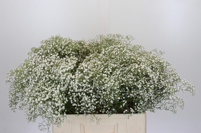 <h4>Gyps Zinzi Tyree</h4>