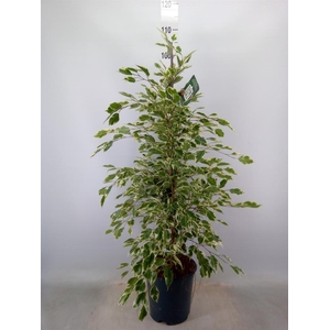 Ficus benja. 'Twilight'