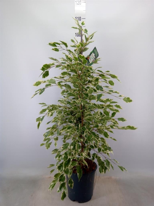 <h4>Ficus benja. 'Twilight'</h4>