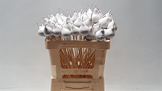 <h4>WAX PEER OP STOK H%</h4>