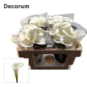 Calla Ivory Art