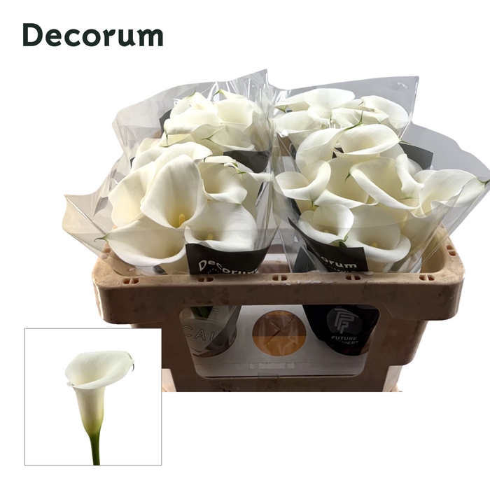 <h4>Calla Ivory Art</h4>