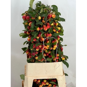 MALUS GORGEOUS