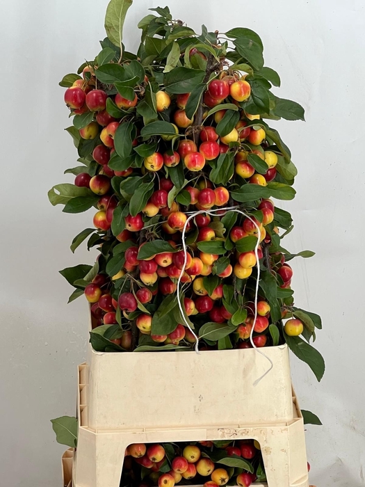 <h4>MALUS GORGEOUS</h4>