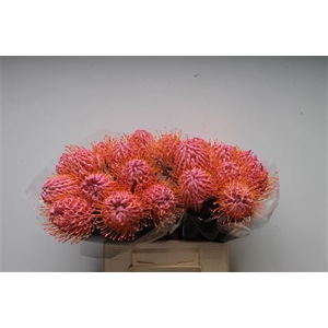 Leuco Klbh New Rose
