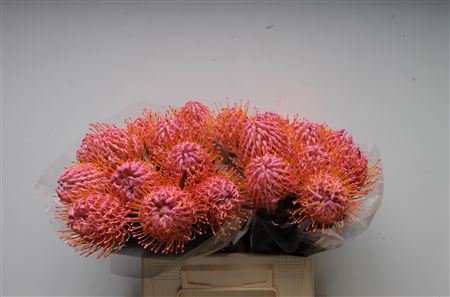 <h4>Leuco Klbh New Rose</h4>