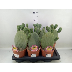 Opuntia