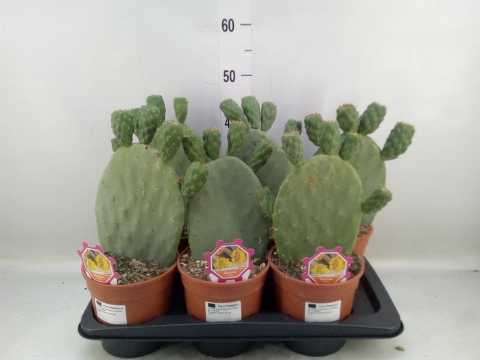 <h4>Opuntia</h4>