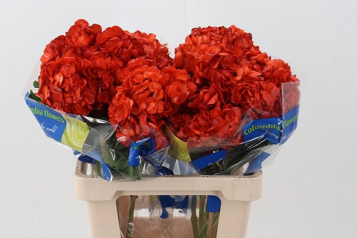 <h4>Hydr Copper</h4>