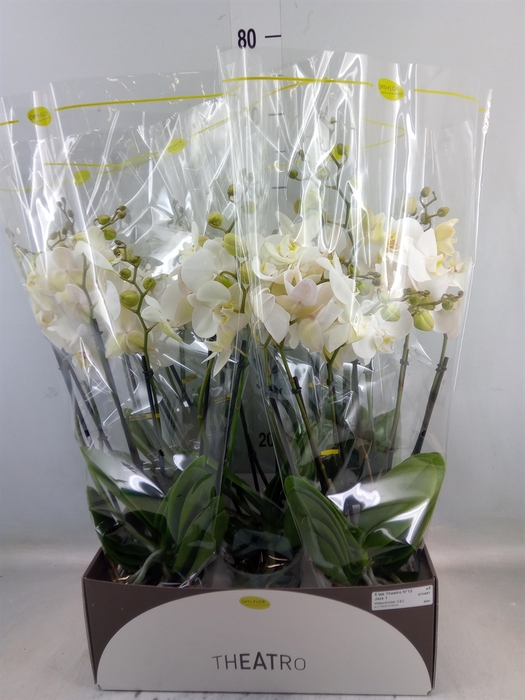 <h4>Phalaenopsis   ...white</h4>