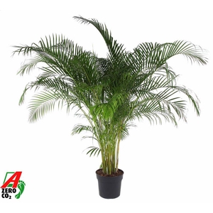 Dypsis Lutescens(Areca) P40