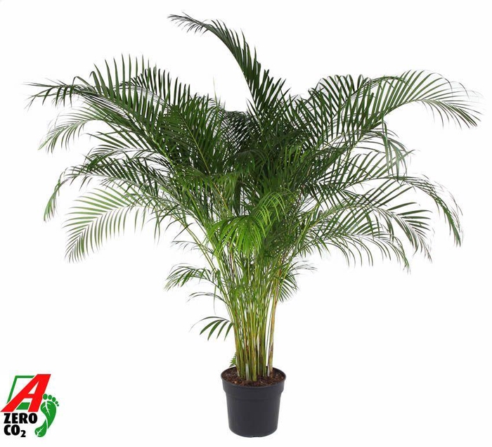 <h4>Dypsis Lutescens</h4>