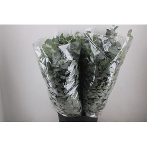 Euca Cinerea 200gr P Bunch