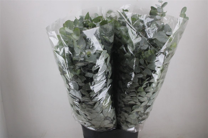 <h4>Euca Cinerea 200gr P Bunch</h4>