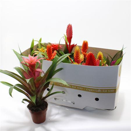 <h4>Bromelia Gem</h4>