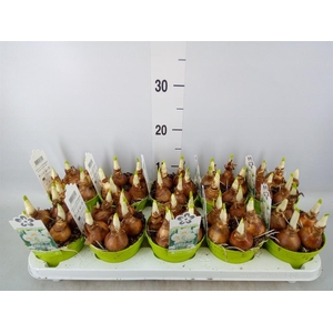 Narcissus DU 'Bridal Crown'